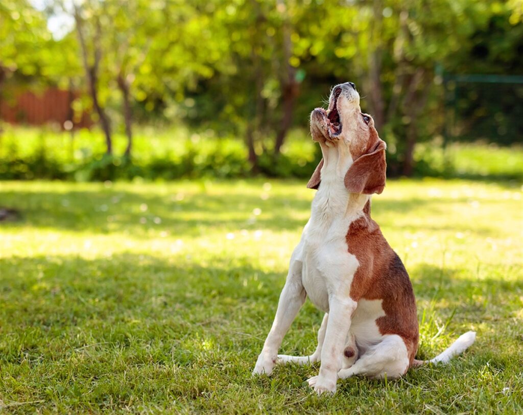 Apprendre au chien à ne pas aboyer