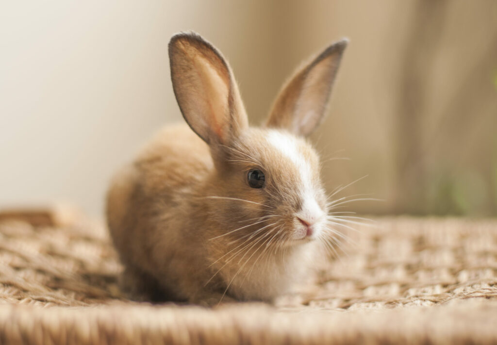 hygiène lapin domestique