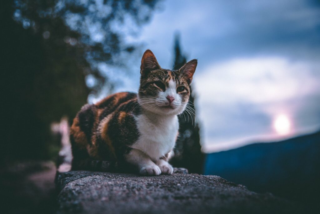 vision nocturne du chat